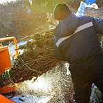 Утилизация новогодних елок во Владивостоке