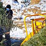 Утилизация новогодних елок во Владивостоке