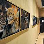 Выставка Евгения Чеснокова