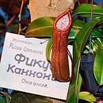 Экспозиция орхидей в Ботаническом саду МГУ