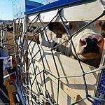 Коровы прилетели во Владивосток