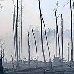 В Тверской области горят леса