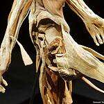 Тайны тела: анатомия для всех