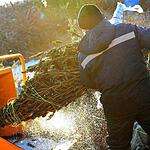 Утилизация новогодних елок во Владивостоке