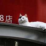 Арт Зона 798 в Пекине