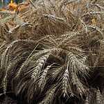 Фестиваль «Краски осени»