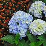 Фестиваль «Краски осени»