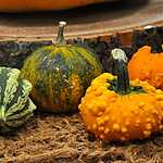 Фестиваль «Краски осени»