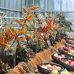 Фестиваль «Краски осени»