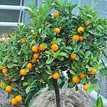 Фестиваль «Краски осени»