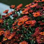 Фестиваль «Краски осени»