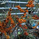 Фестиваль «Краски осени»