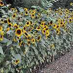 Фестиваль «Краски осени»