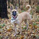 Гавпати отметила свою первую годовщину