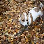 Гавпати отметила свою первую годовщину