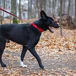 Гавпати отметила свою первую годовщину