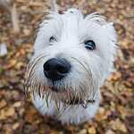 Гавпати отметила свою первую годовщину