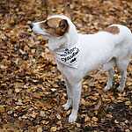 Гавпати отметила свою первую годовщину