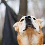 Гавпати отметила свою первую годовщину