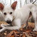 Гавпати отметила свою первую годовщину