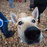 Гавпати отметила свою первую годовщину