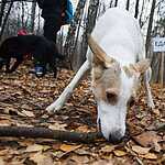 Гавпати отметила свою первую годовщину