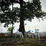 Деревня в Камбодже