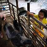 Деревня в Камбодже