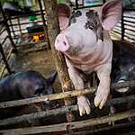 Деревня в Камбодже