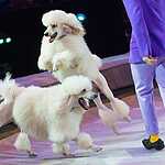 Премьера спектакля «Like РАШН»