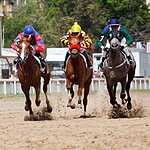 На Московском ипподроме разыграли Большой Всероссийский приз