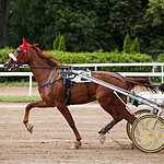 На Московском ипподроме разыграли Большой Всероссийский приз