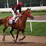 На Московском ипподроме разыграли Большой Всероссийский приз