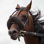 На Московском ипподроме разыграли Большой Всероссийский приз