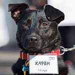 Выставка «Надо Брать! Осенью!»