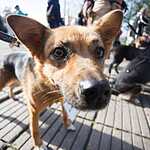 Выставка «Надо Брать! Осенью!»