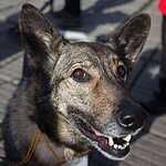 Выставка «Надо Брать! Осенью!»