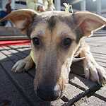 Выставка «Надо Брать! Осенью!»