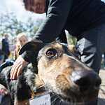 Выставка «Надо Брать! Осенью!»