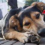 Выставка «Надо Брать! Осенью!»