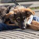 Выставка «Надо Брать! Осенью!»