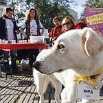 Выставка «Надо Брать! Осенью!»