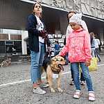 Выставка бездомных животных - Надо Брать! Летом!