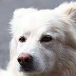 Выставка бездомных животных - Надо Брать! Летом!