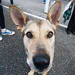 Выставка бездомных животных - Надо Брать! Летом!