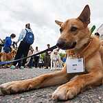 Выставка бездомных животных - Надо Брать! Летом!