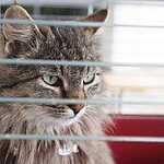 Выставка бездомных животных - Надо Брать! Летом!