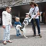 Выставка бездомных животных - Надо Брать! Летом!