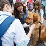 Выставка бездомных животных - Надо Брать! Летом!