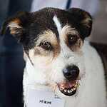 Выставка бездомных животных - Надо Брать! Летом!